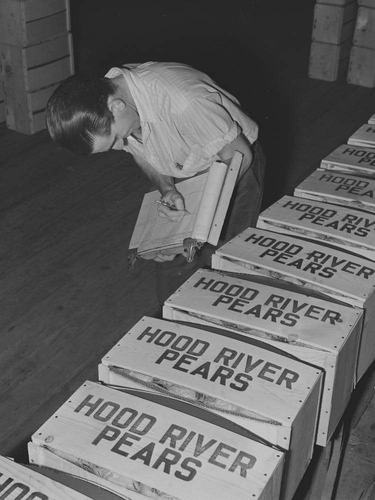 Checking Crates Of Pears Ready For Shipment To The Markets, Hood River, Oregon By Russell Lee