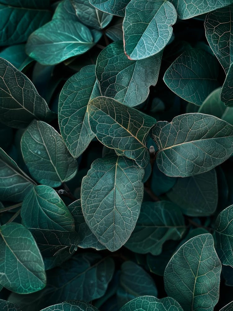 Eucalyptus Leaves 23