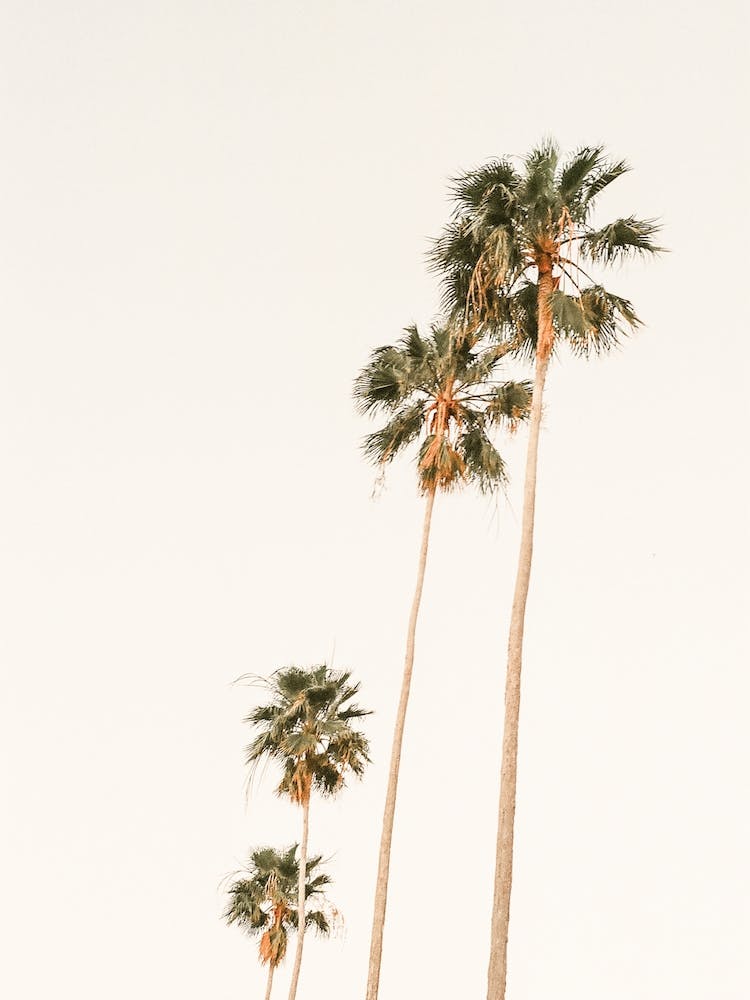 Beach Palm Trees