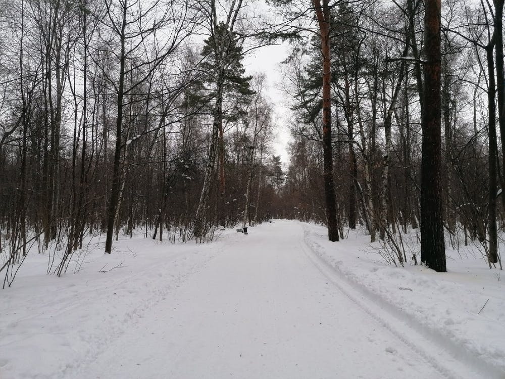 Winter In The Forest