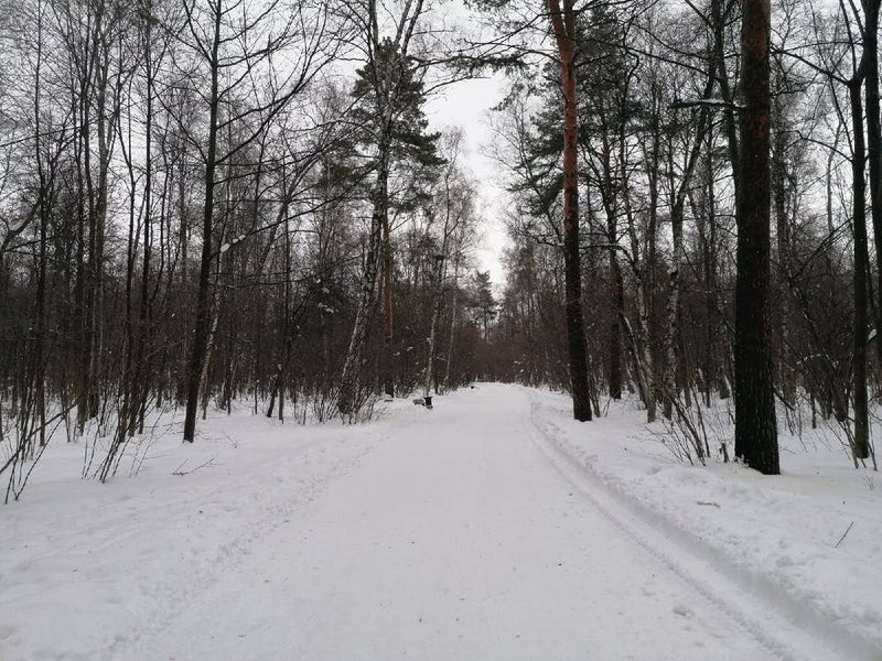 Winter im Wald