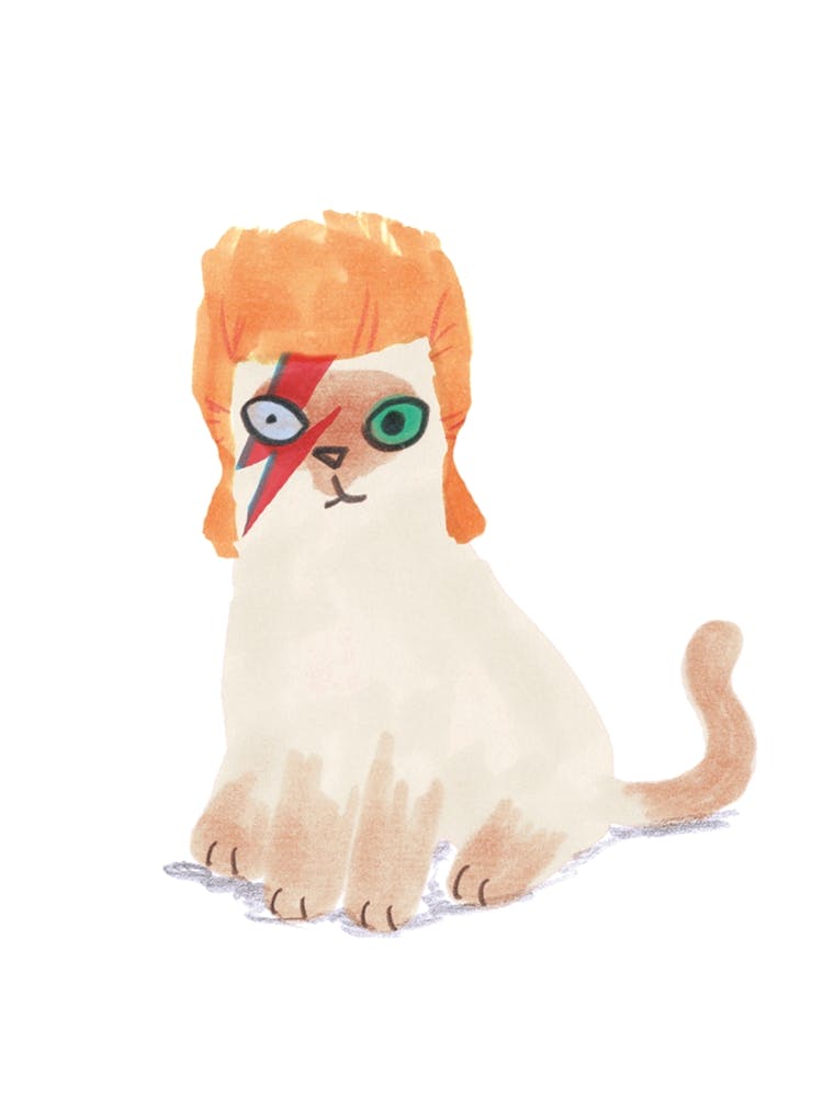 Fy Bowie Hat Cat 7200 9600