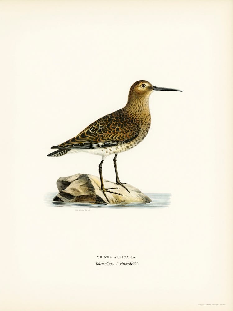 Dunlin, The Von Wright Brothers
