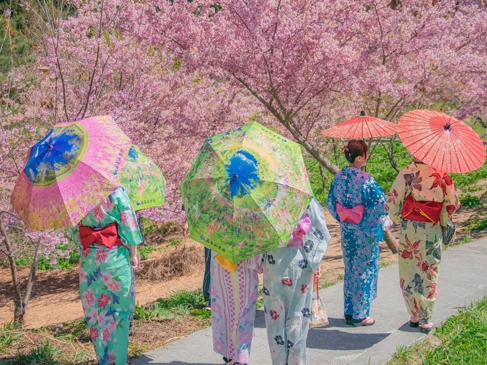Women In Kimonos During Hanami