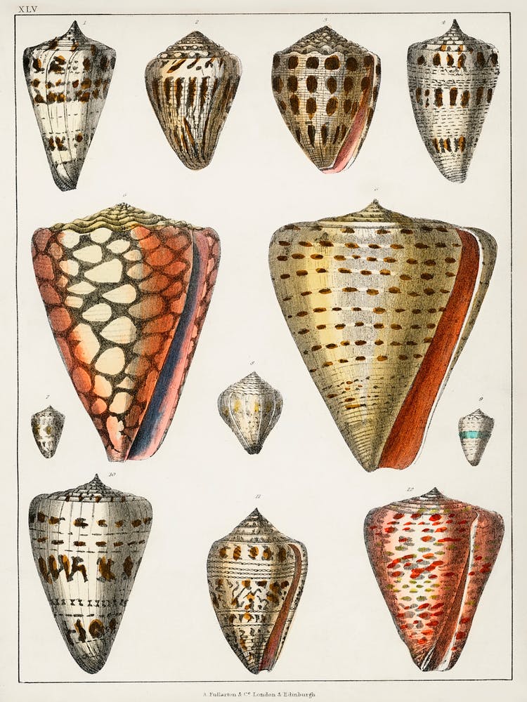 Collection Of Various Shells, Oliver Goldsmith