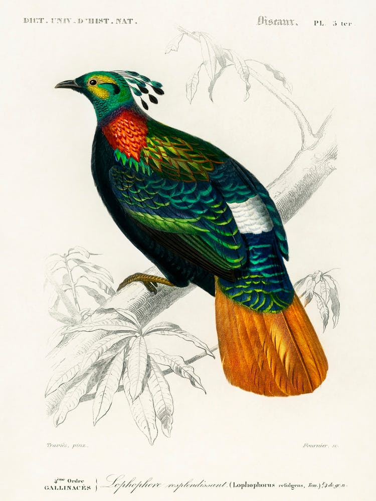 Himalayan Monal (Lophophorus Refulgens), Charles Dessalines D' Orbigny