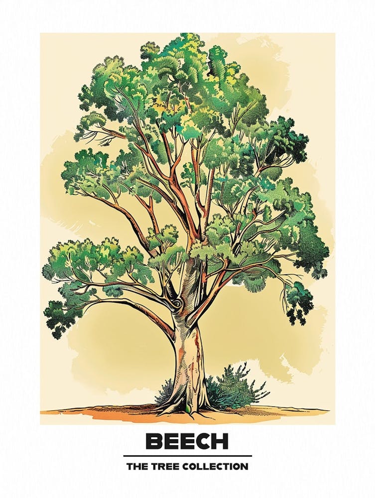 Beech Tree Storybook Illustration 4 Poster