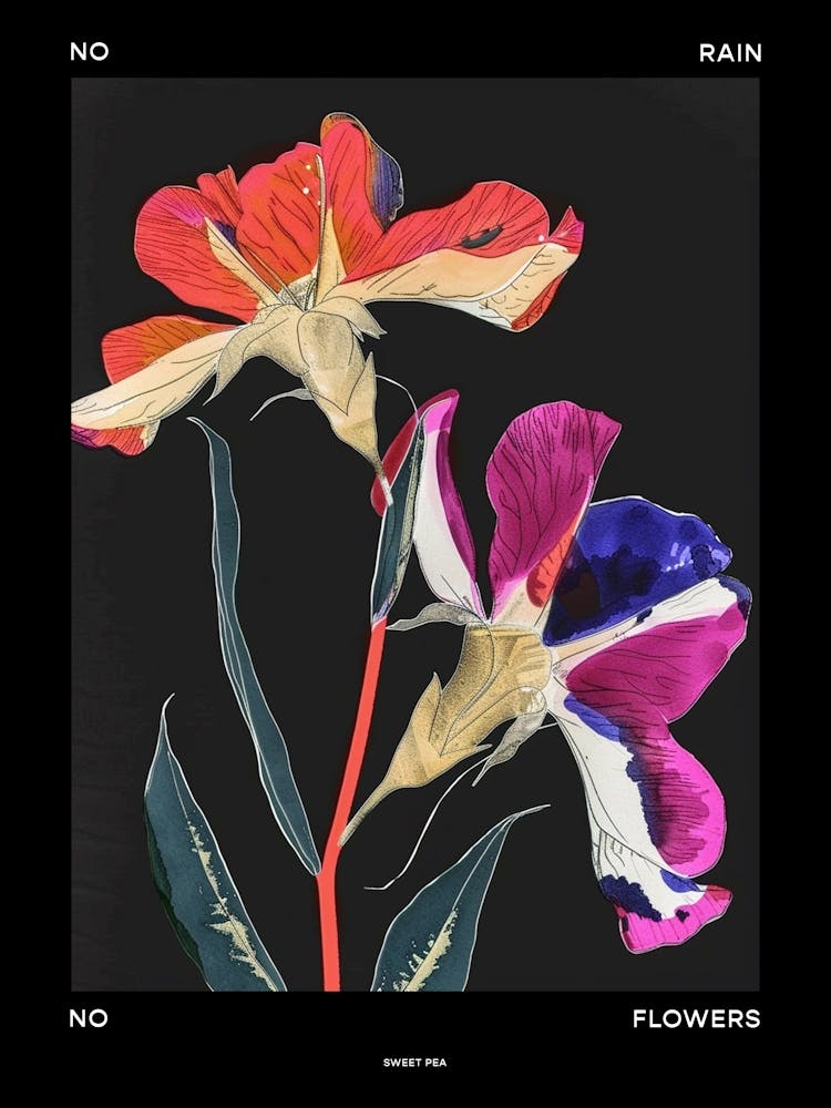 No Rain No Flowers Poster Sweet Pea 4