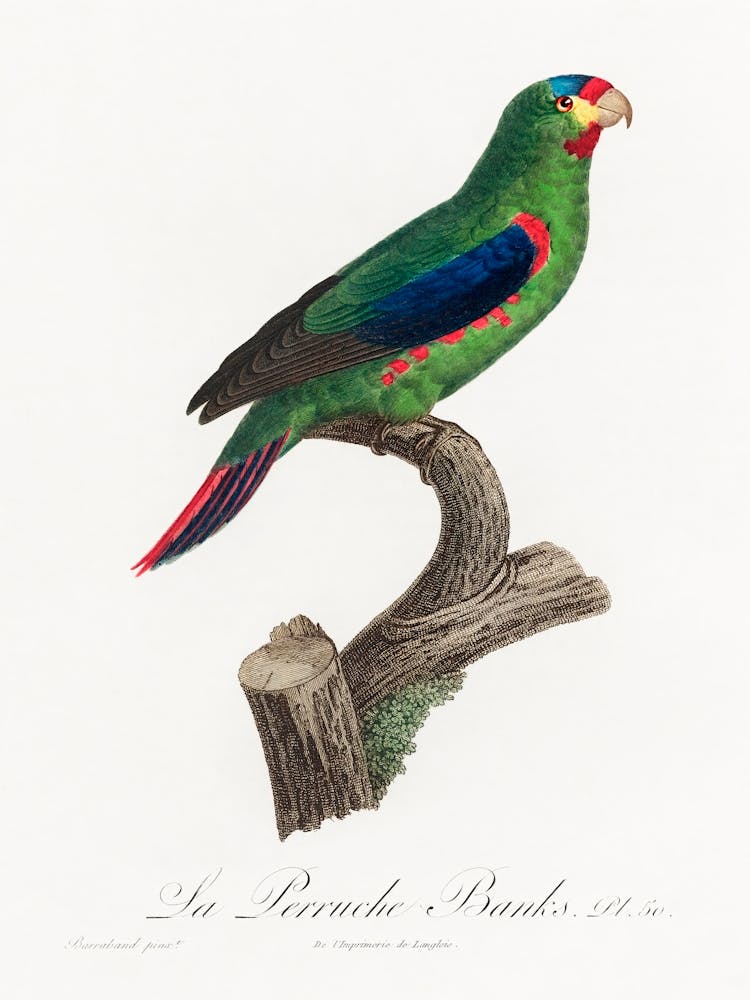 The Swift Parrot From Natural History Of Parrots, Francois Levaillant 1