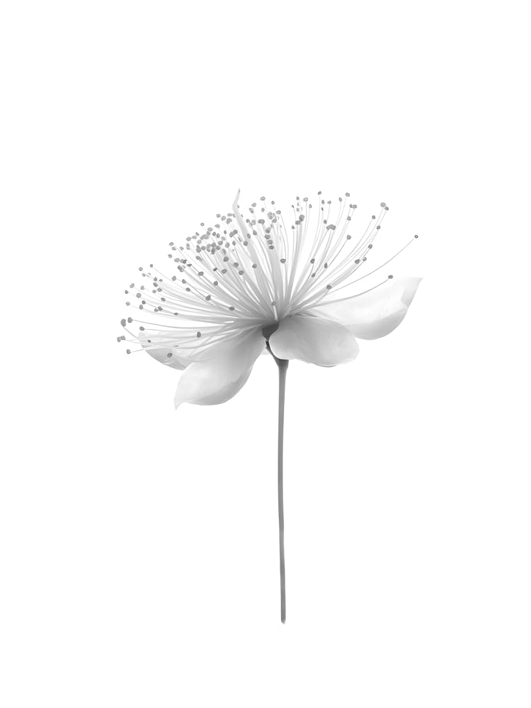 Black And White Flower 3