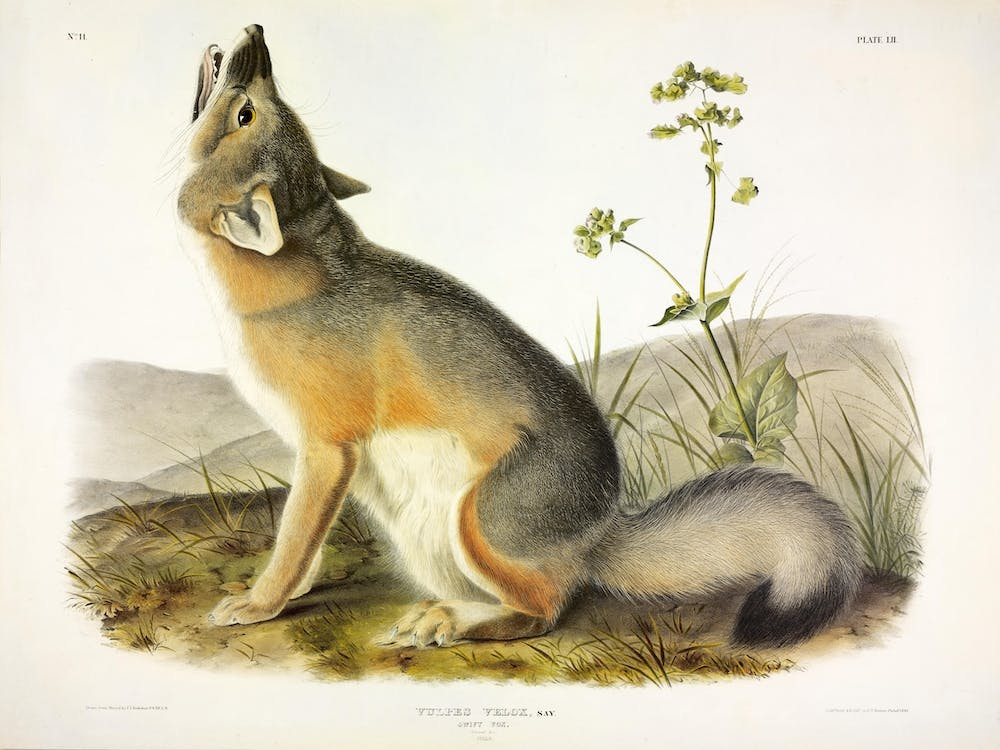 Swift Fox, John James Audobon