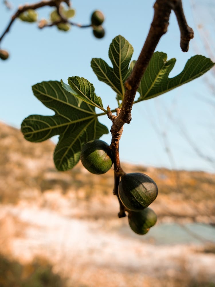 Greek Fig Tree Botanical