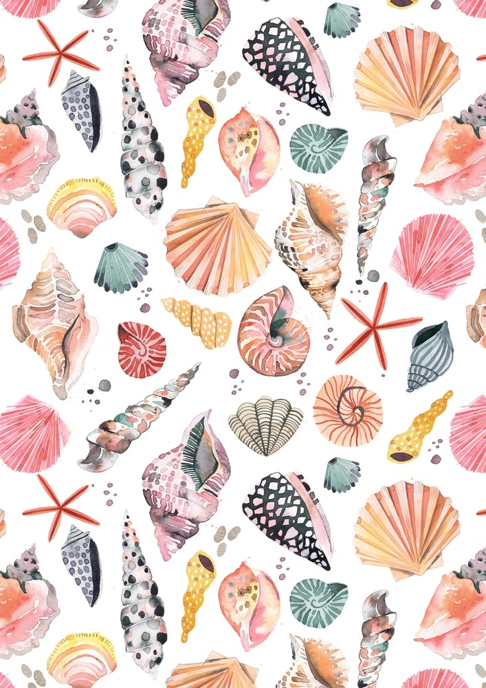 Sea Shells Marine Sand