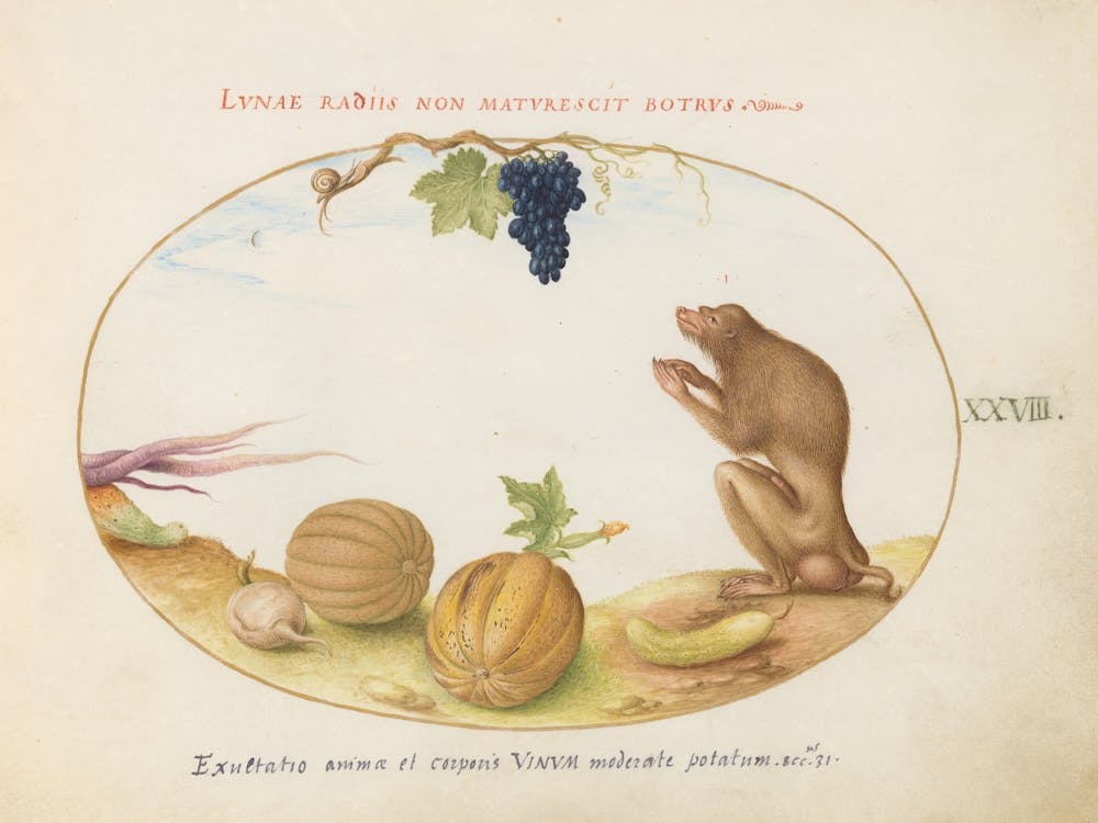 Animalia Qvadrvpedia et Reptilia (c. 1575-1580), Joris Hoefnagel 3