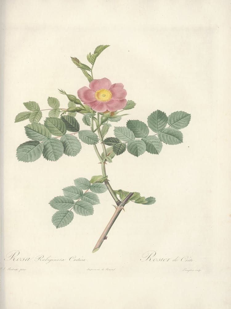 Rose Illustration, Pierre Joseph Redoute, Pierre Joseph Redoute (114)