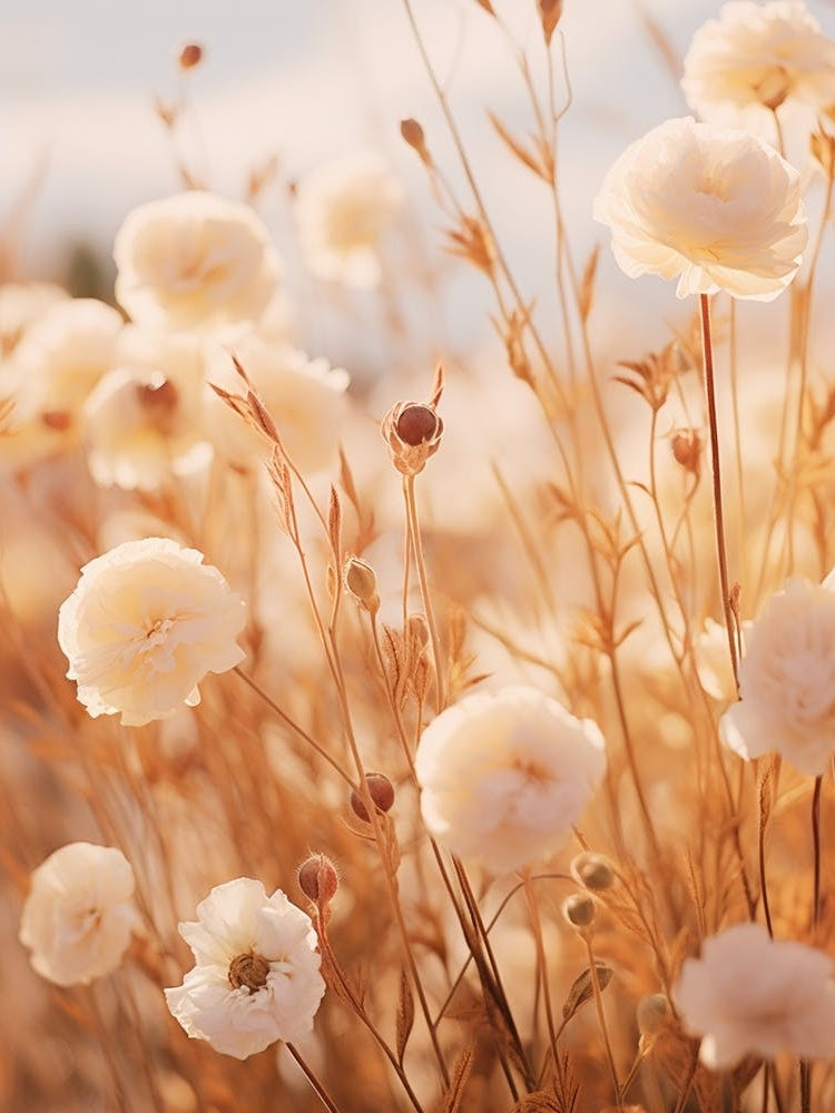 Boho Dried Flowers Portulaca 1