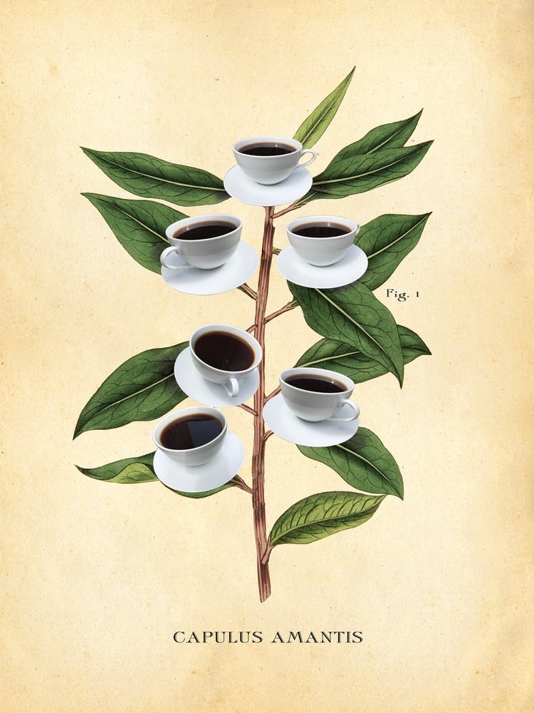 Modern Botanical Coffee