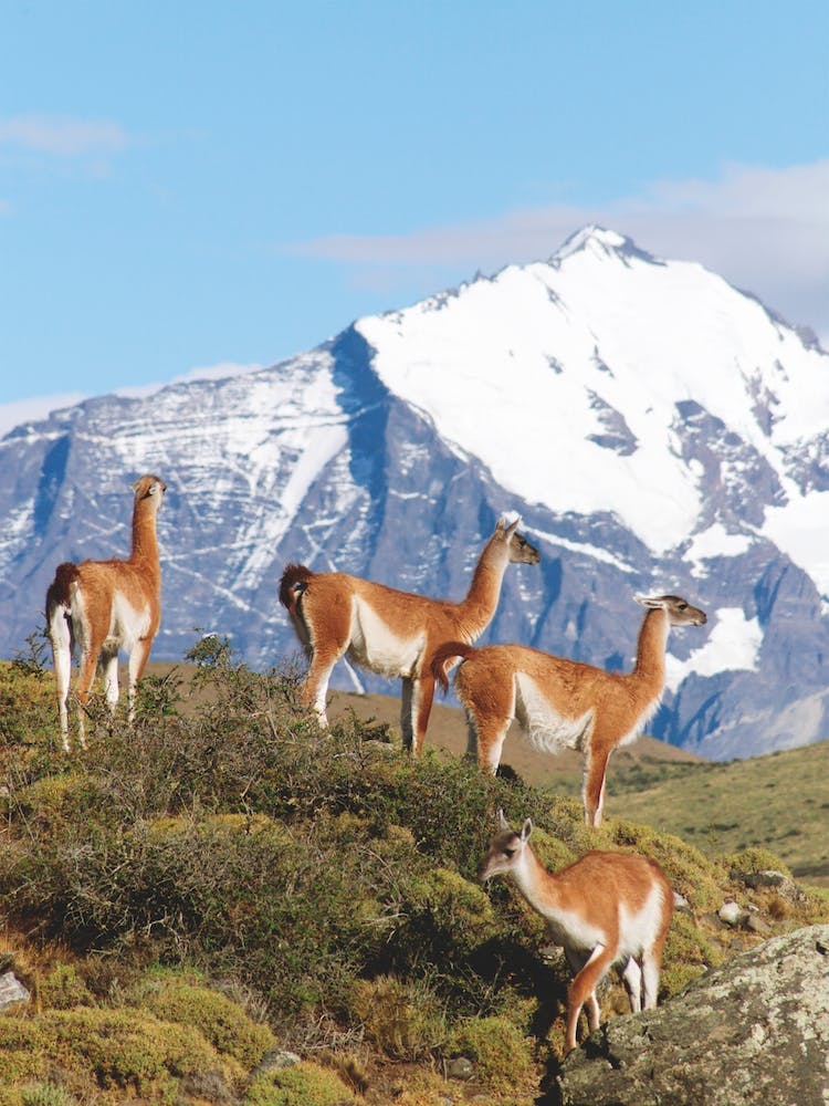 Herd Of Guanacos Torres Del Paine National Park Chile