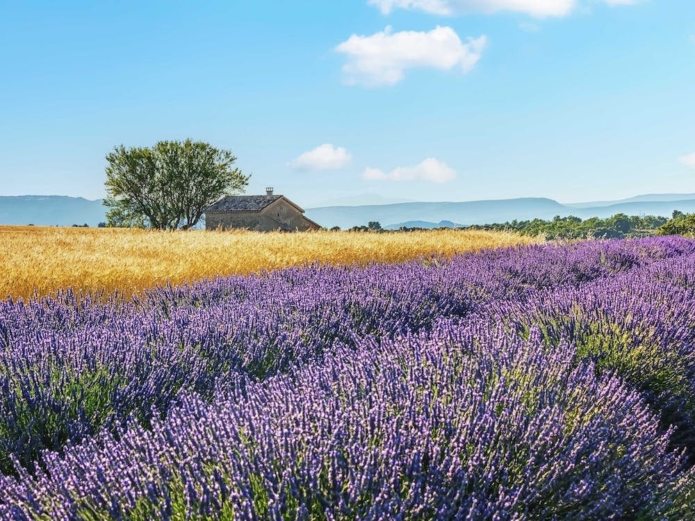 French Countryside