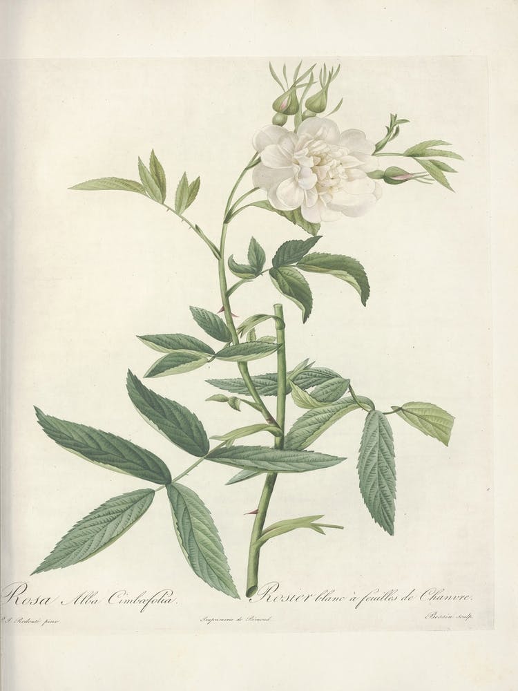 Rose Illustration, Pierre Joseph Redoute (43)