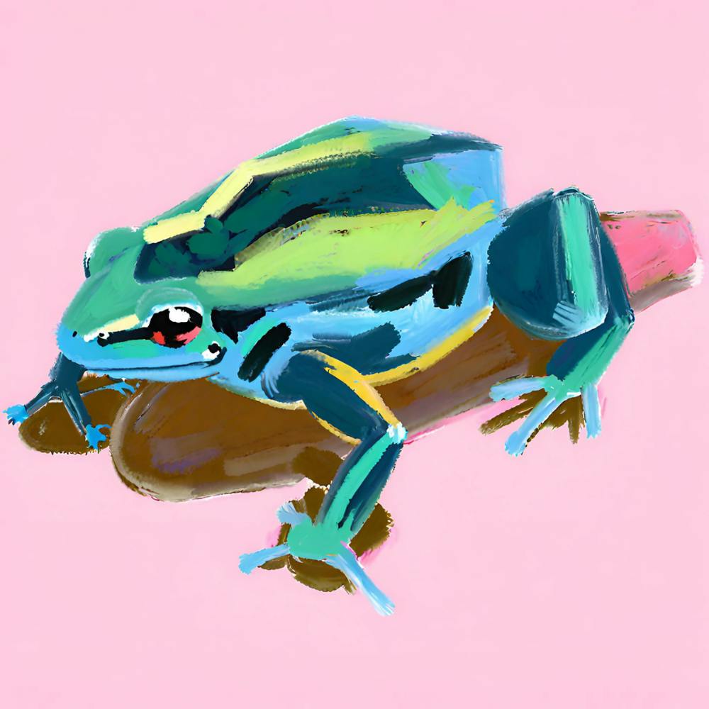 Pfeilgiftfrosch 06