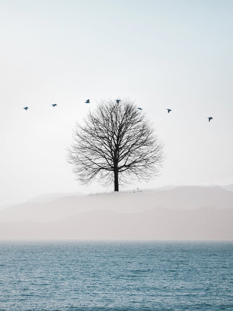 Sky Tree