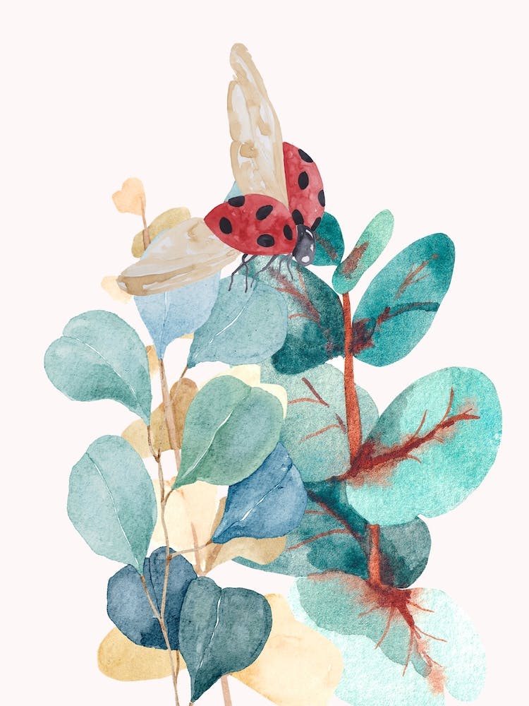 Ladybug On Eucalyptus