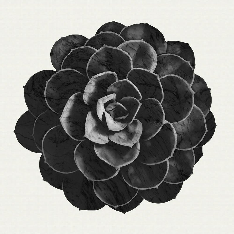 Succulent Black Marble