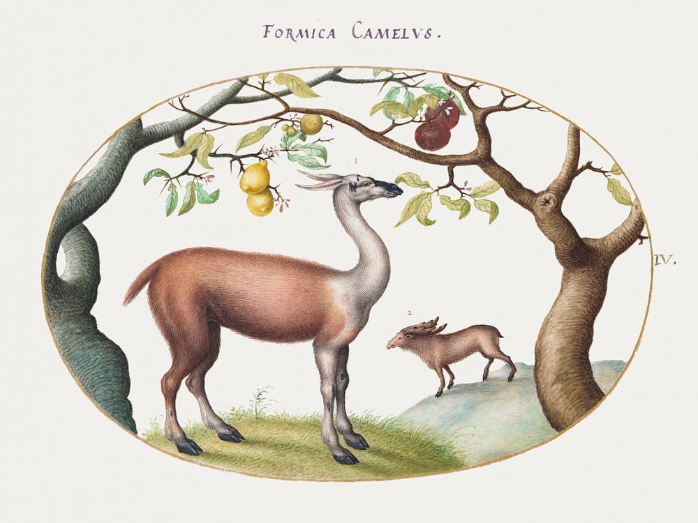 Llama And Moose (1575–1580), Joris Hoefnagel