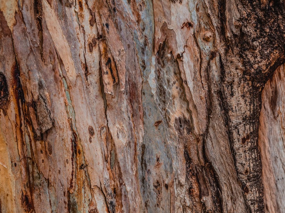 Close Up Of Abstract Colorful Striped Texture And Pattern Of Eucalyptus Tree
