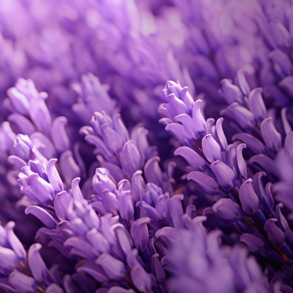 Fleurs de Lavande 15