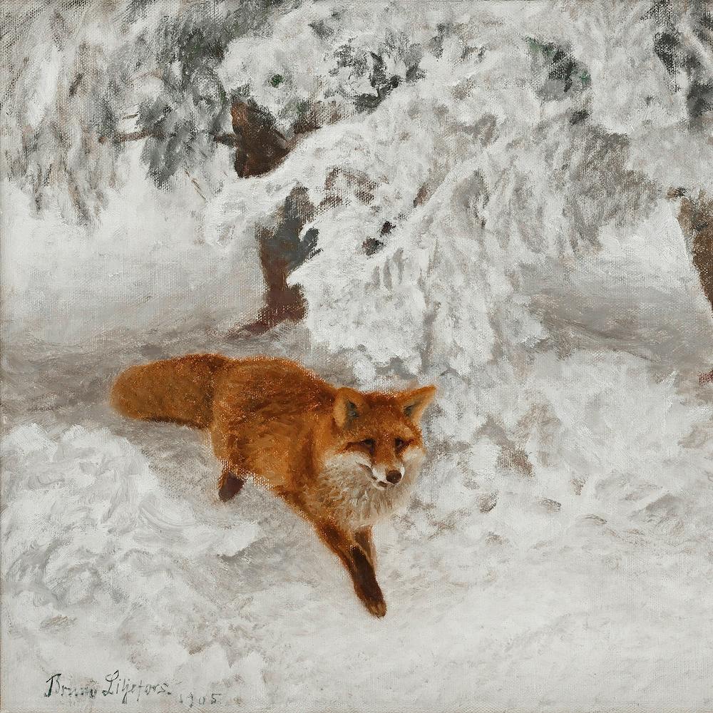 Red Fox In The Snow