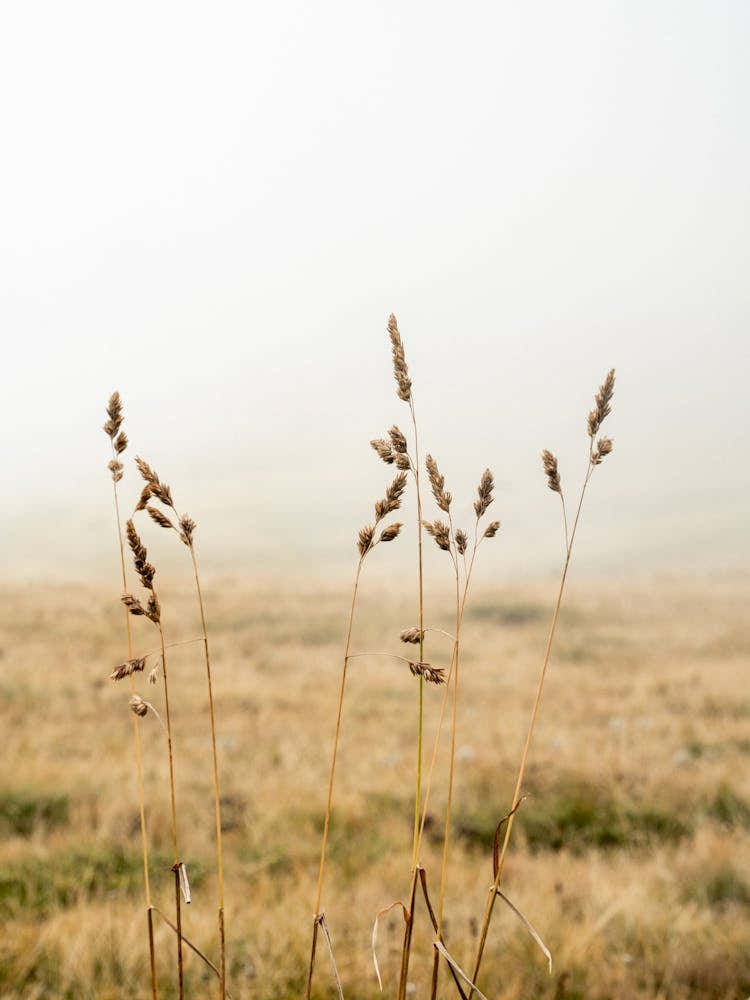 Dolomiti Fields