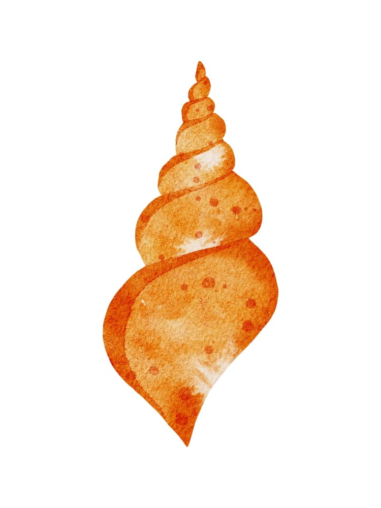 Orange Seashell