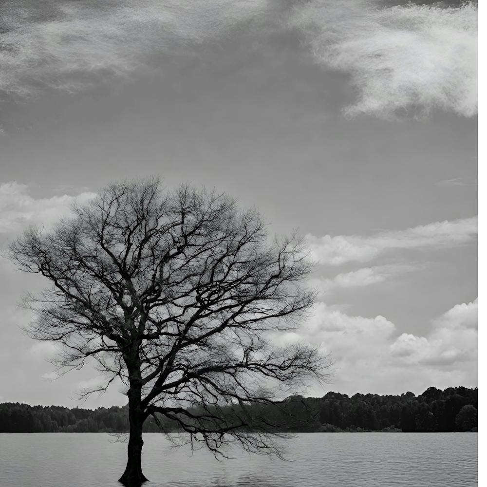 Lone Tree 1