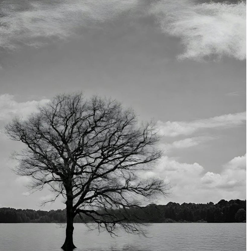 Lone Tree 1