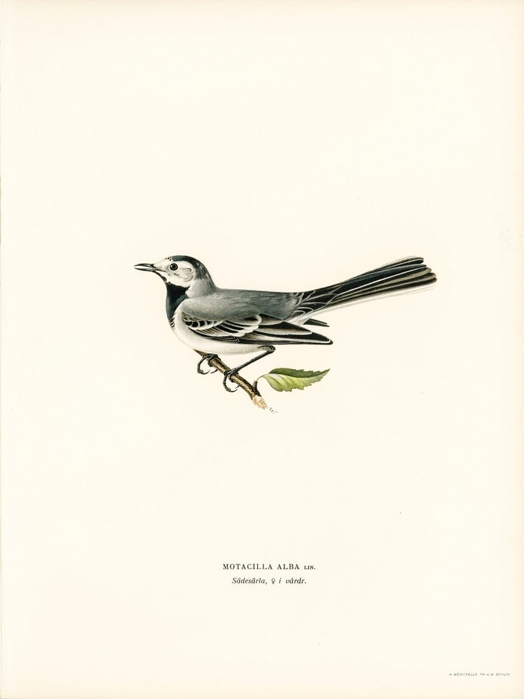 Pied Wagtail Female, The Von Wright Brothers