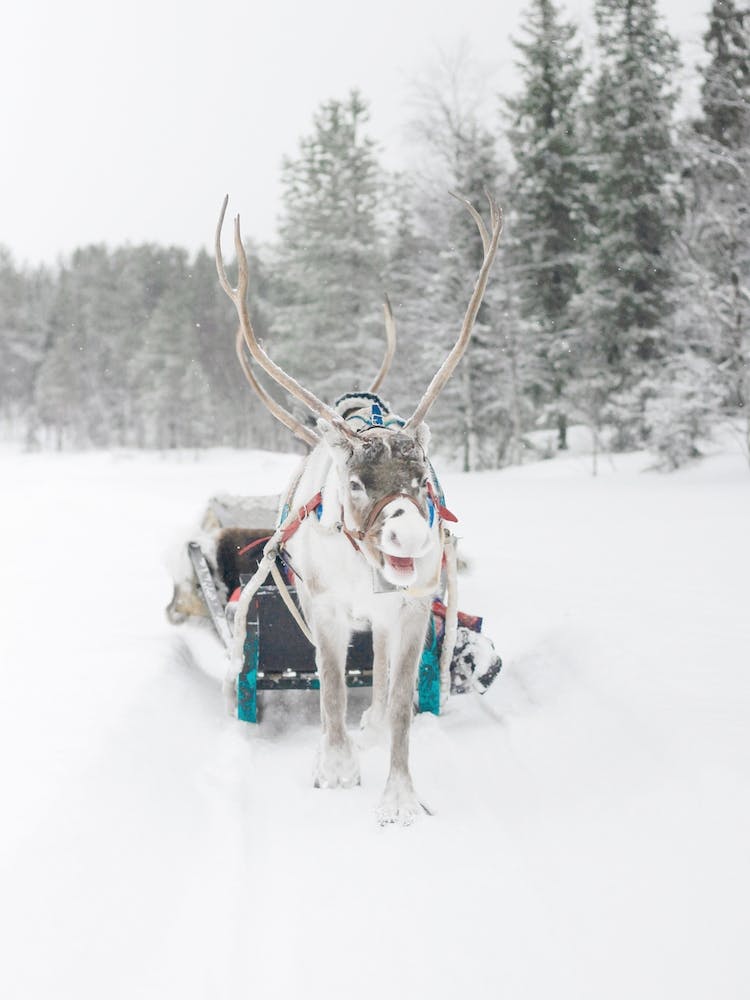 Winter Reindeer