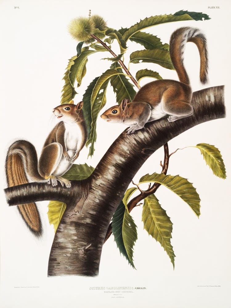Two Squirrels On A Branch