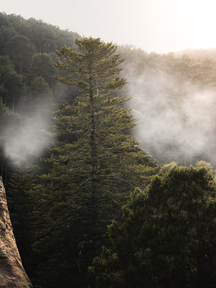 Mystical Sintra Foggy Forest Escape
