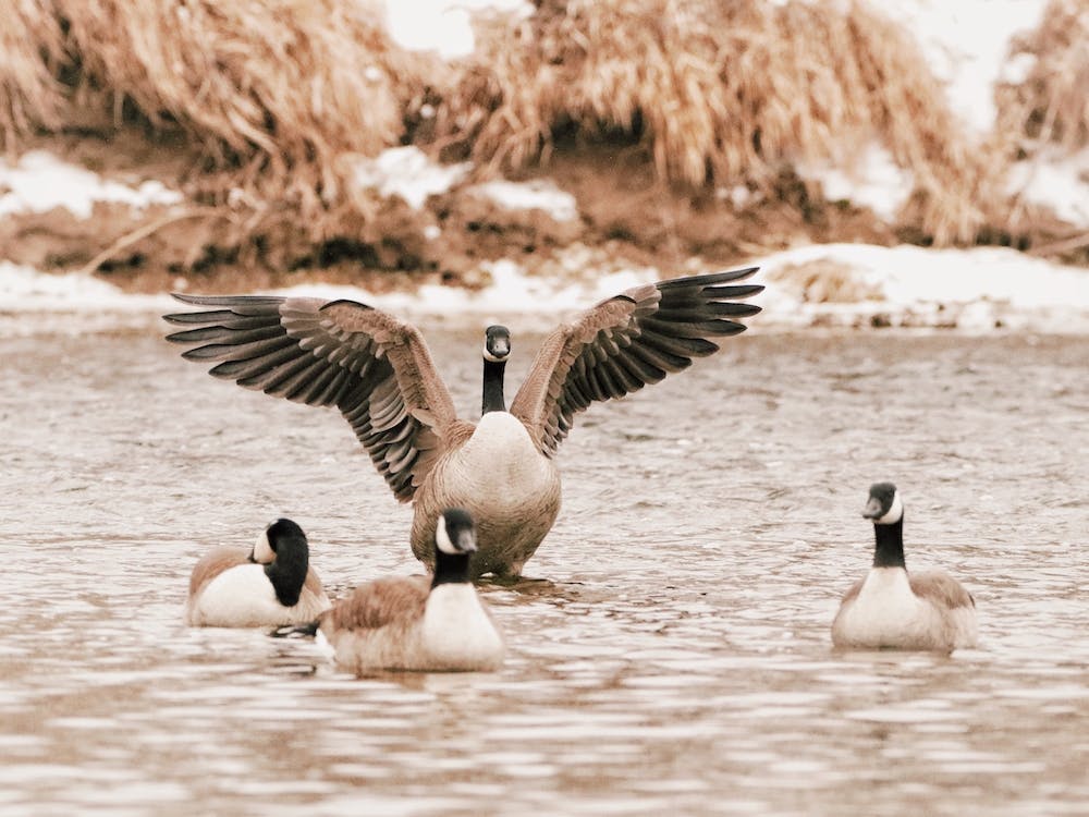 Geese In Cold Water