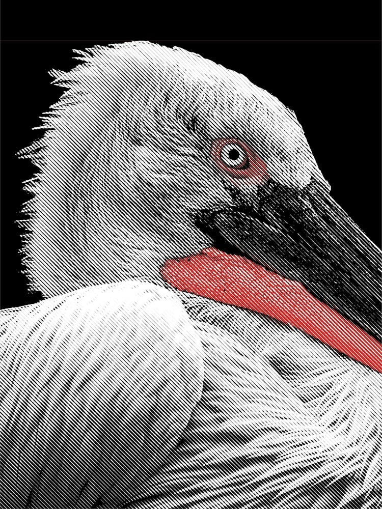 Pelican Line Art 1
