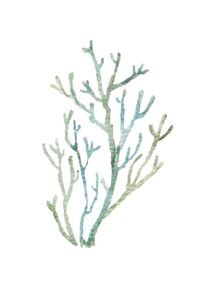 Coral Branch 1
