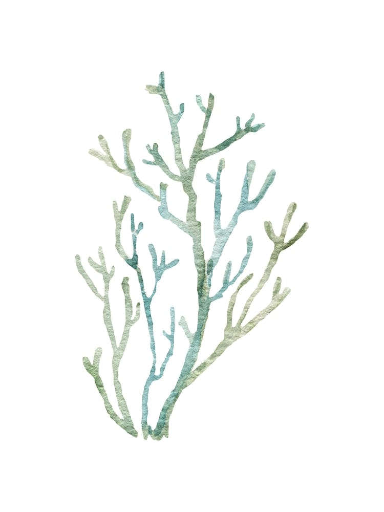 Coral Branch 1