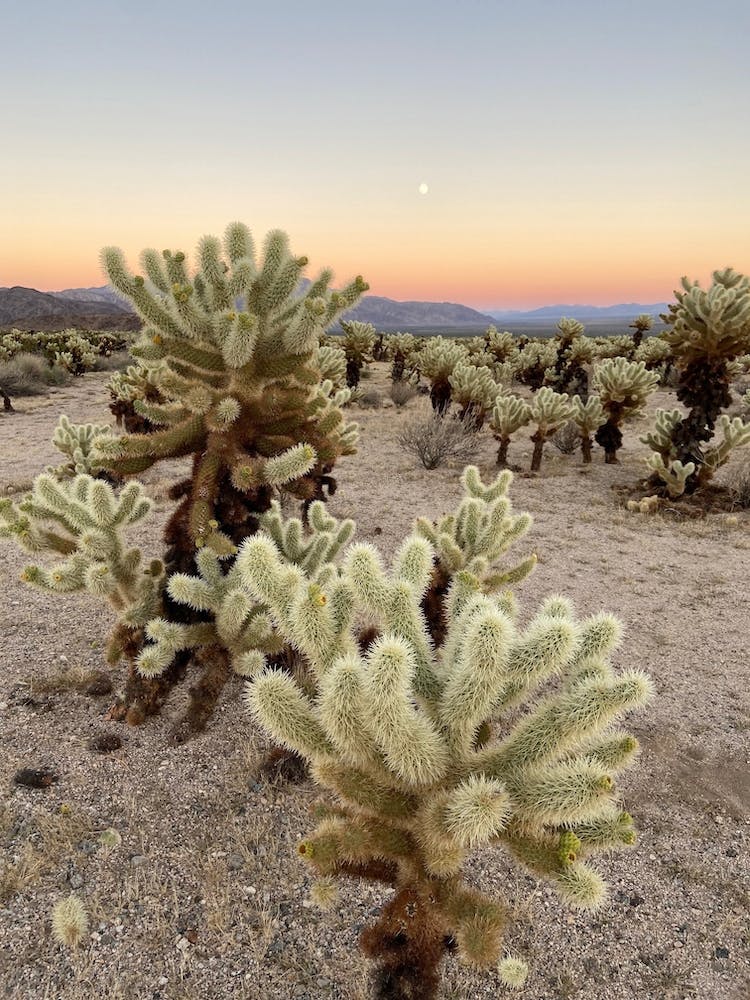 Cholla Cactus Garden at Sunset, Joshua Tree National Park 1 - Vertical