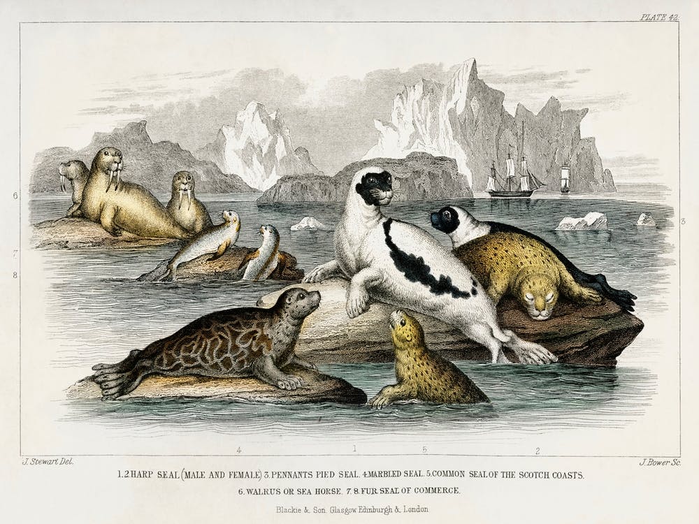 Collection Of Various Seals, Oliver Goldsmith