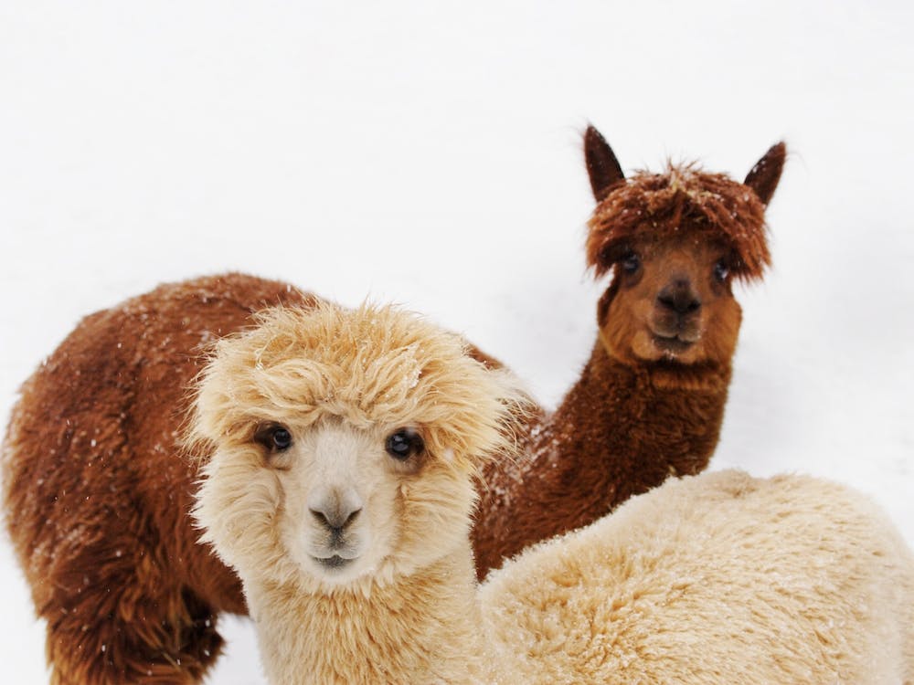 Alpakas im Schnee