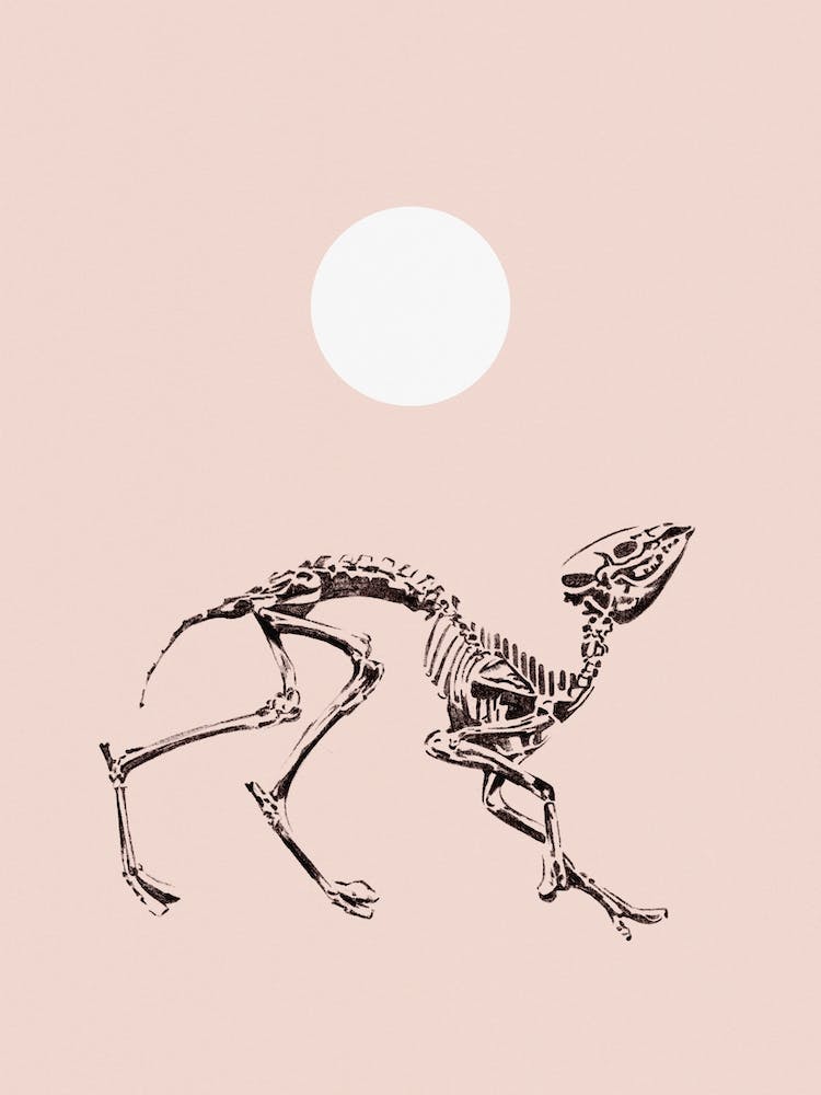 Dancing Fossils