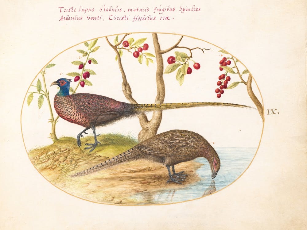 Flying And Amphibious Animals1(575 1580), Joris Hoefnagel