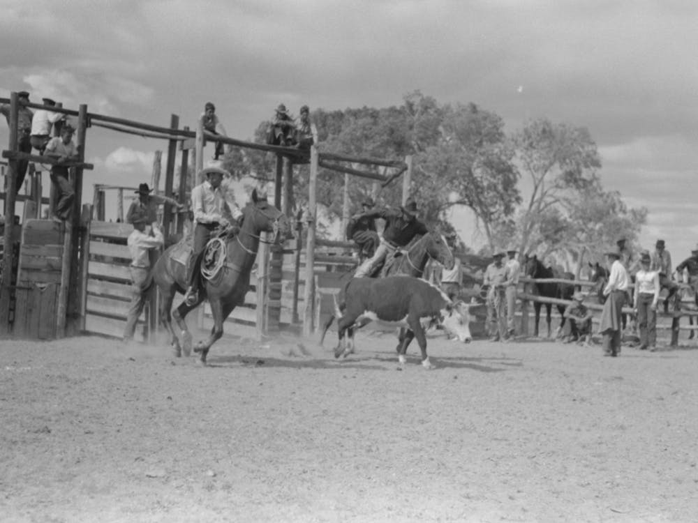 Untitled Photo, Possibly Related To Calf Roping, Rodeo At Quemado, New Mexico By Russell Lee